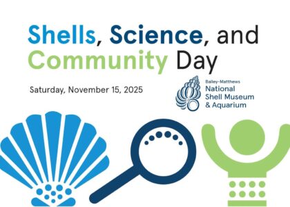 article image - shell museum PR art